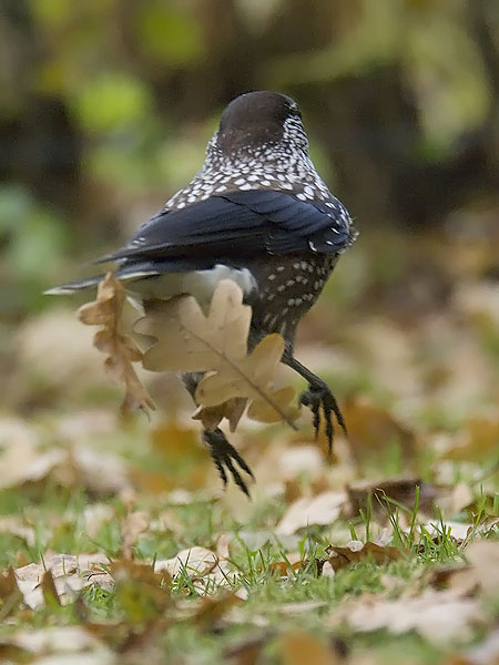 Pähkinähakki, Spotted Nutcracker, Nucifraga caryocatactes
